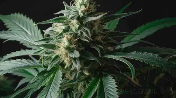 Amnesia XXL Auto