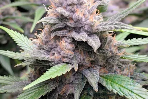 Animal Cookies Strain Origin