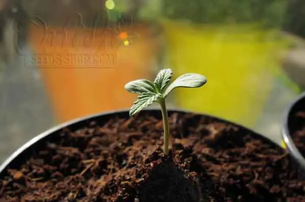 Appropriate Light And Nutrient Levels