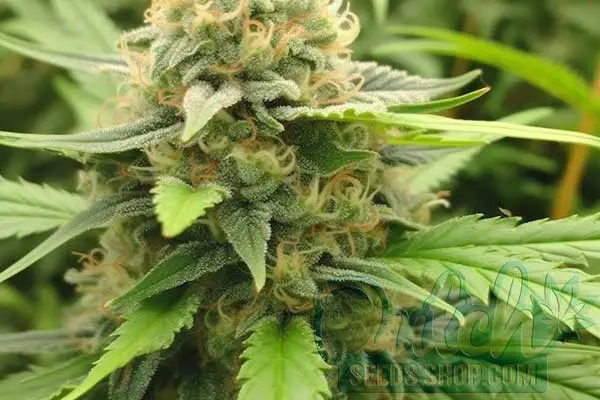 Aroma and Flavor