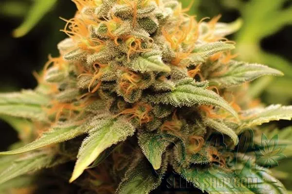 Aroma and Flavor