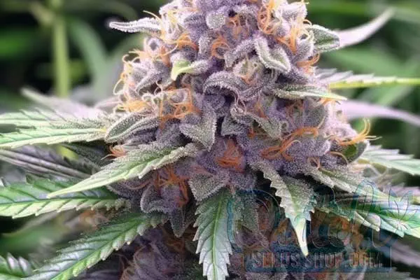 Aroma and Flavor