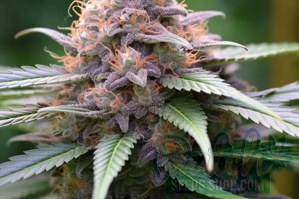 Aroma and Flavor