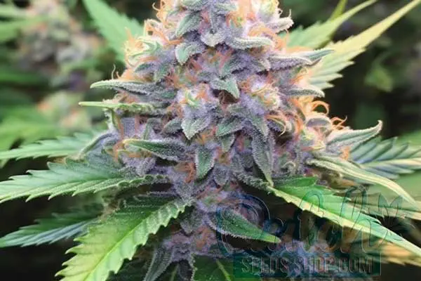 Aroma and Flavor