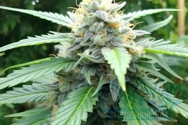 Aroma and Flavor