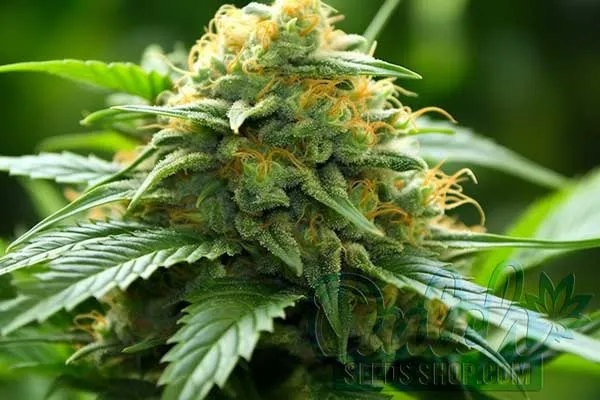Aroma and Flavor