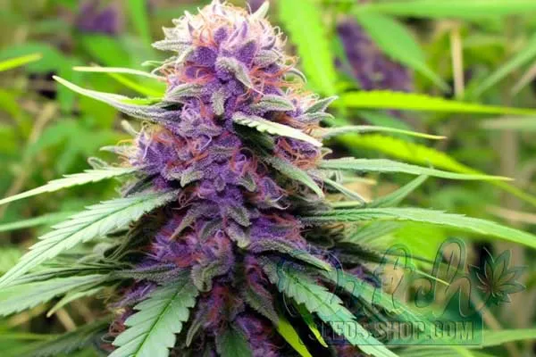 Aroma and Flavor