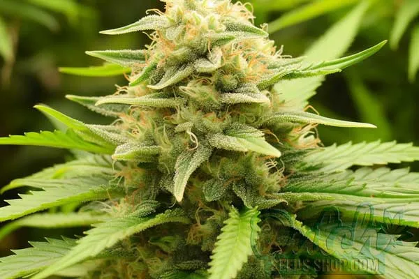 Aroma and Flavor