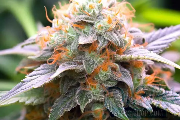 Aroma and Flavor