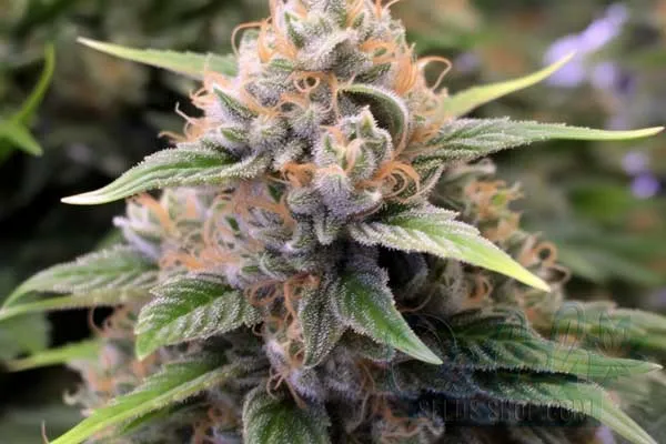 Aroma and Flavor