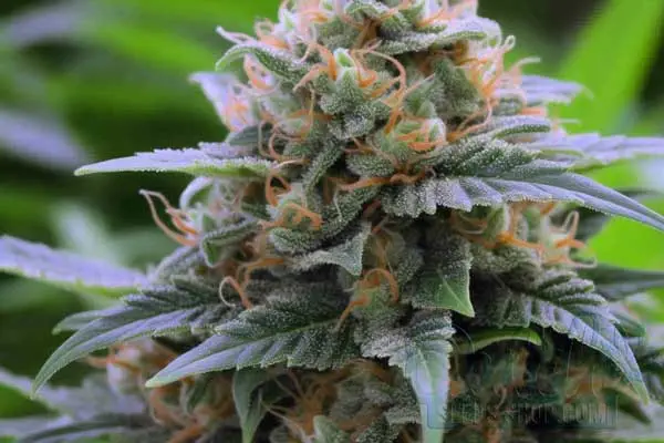 Aroma and Flavor