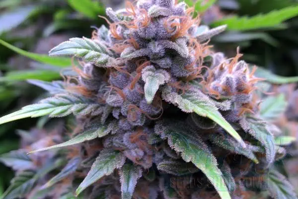 Aroma and Flavor