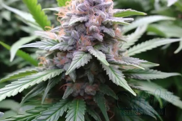 Aroma and Flavor