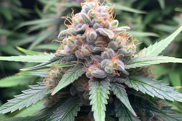Aroma and Flavor