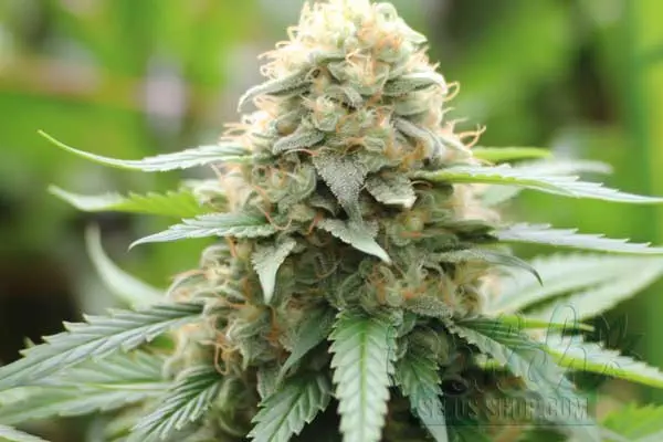 Aroma and Flavor