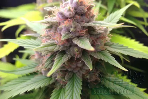 Aroma and Flavor