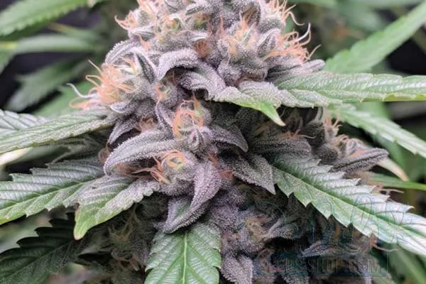 Aroma and Flavor