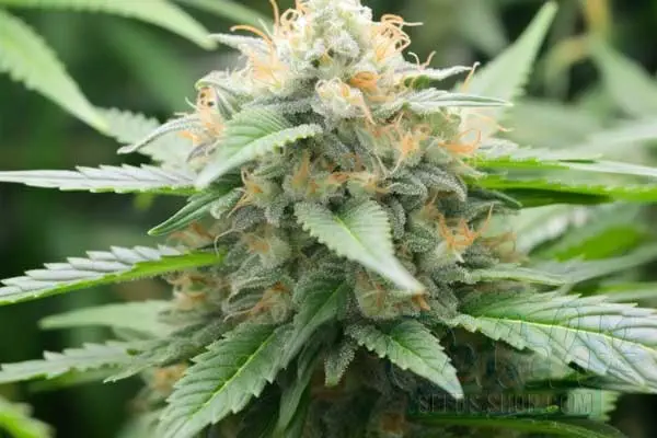 Aroma and Flavor