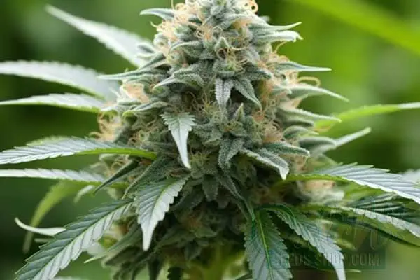 Aroma and Flavor