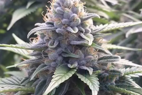Aroma and Flavor