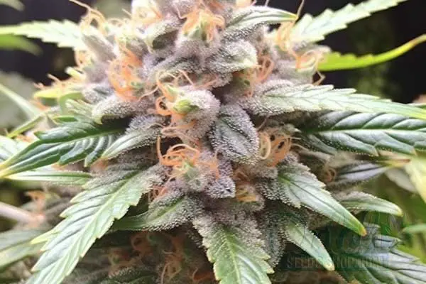Aroma and Flavor