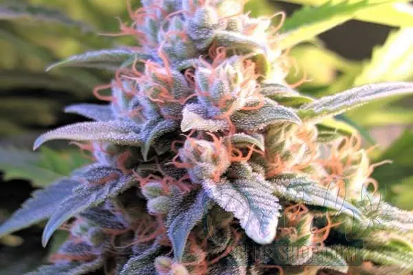 Aroma and Flavor