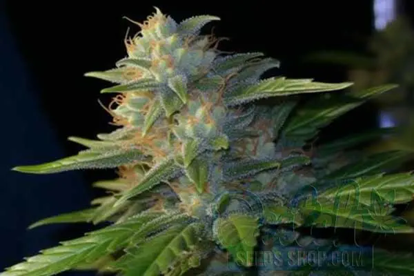 Aroma and Flavor