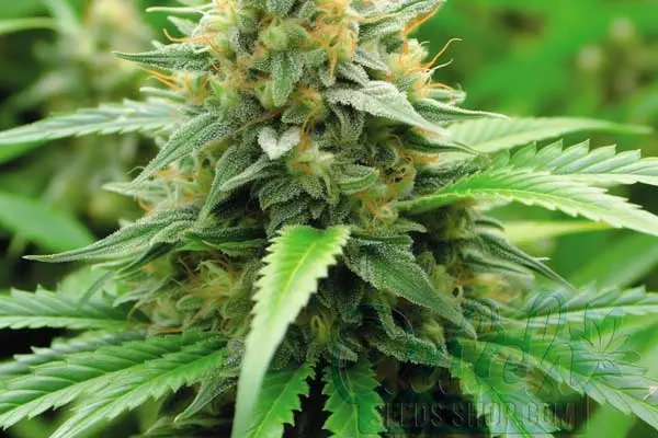 Aroma and Flavor