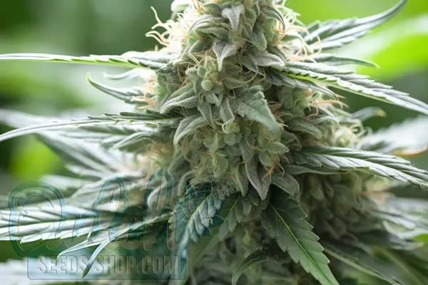Aroma and Flavor
