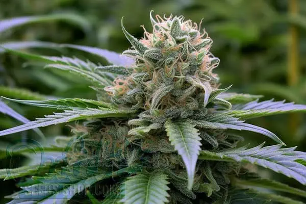Aroma and Flavor