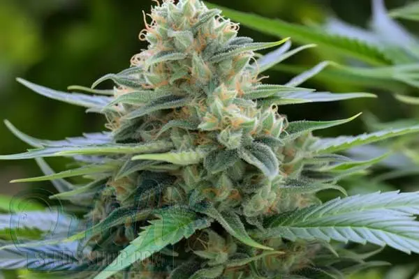 Aroma and Flavor