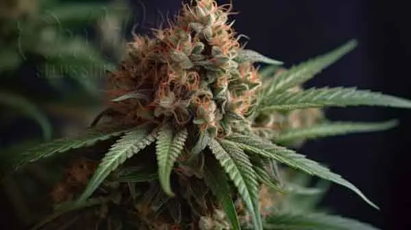 Aroma and Flavor