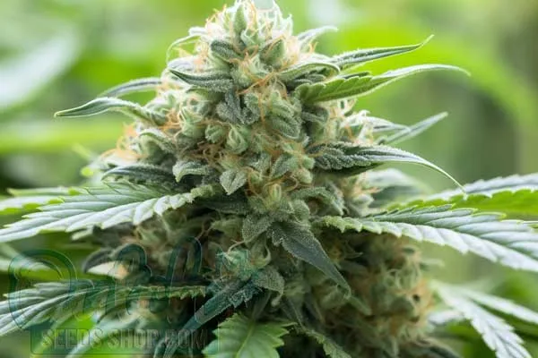 Aroma and Flavor