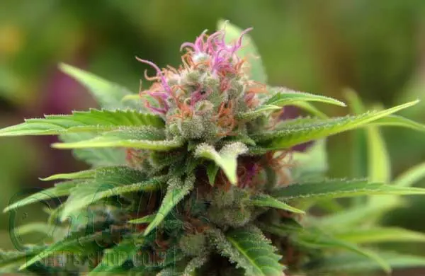Aroma and Flavor