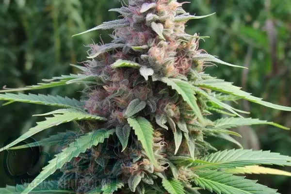 Aroma and Flavor