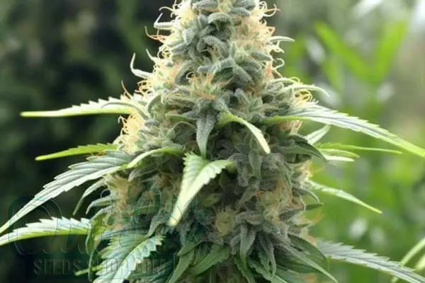 Aroma and Flavor