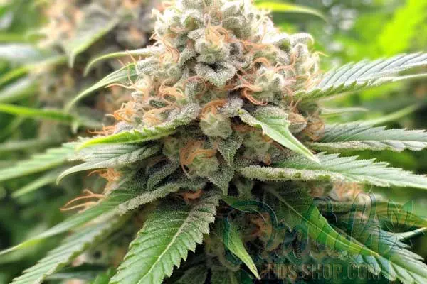 Aroma and Flavor