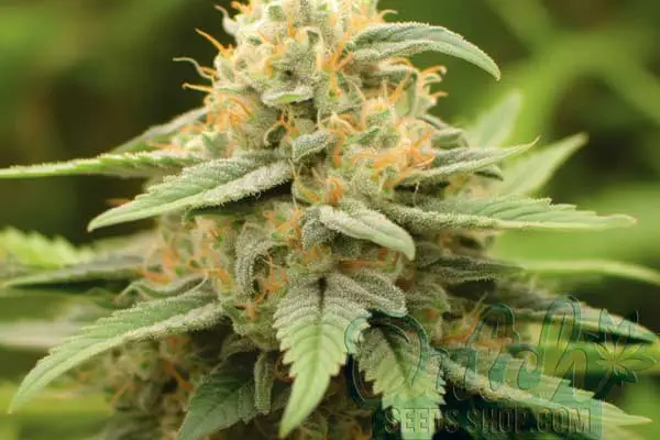 Aroma and Flavor