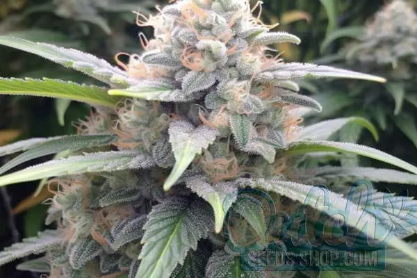 Aroma and Flavor
