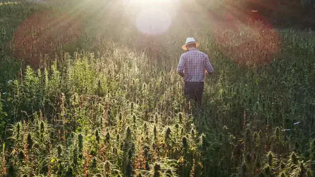 Auto-Flowering Cannabis Preferred Climate
