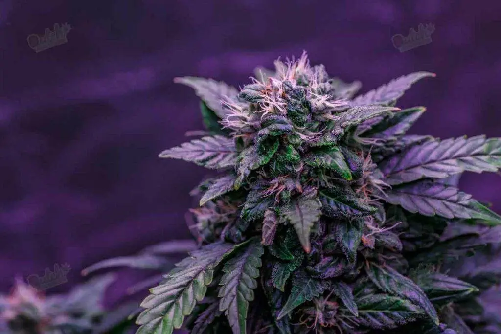Autoflower Cannabis Seeds vs Regular Seeds