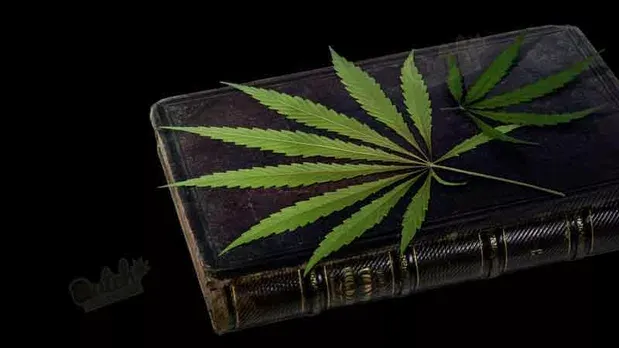 Autoflower Seeds Grow Diary