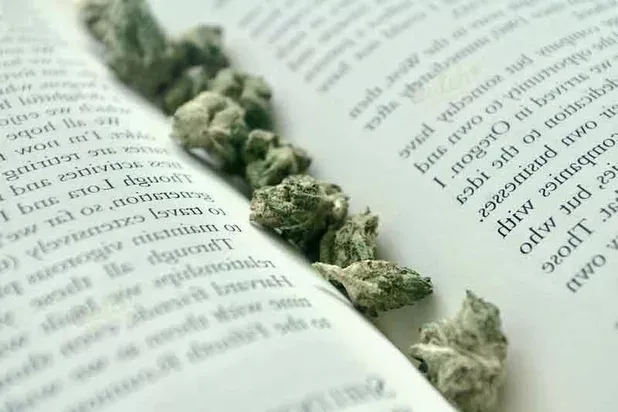 Autoflower Seeds Grow Guide Info