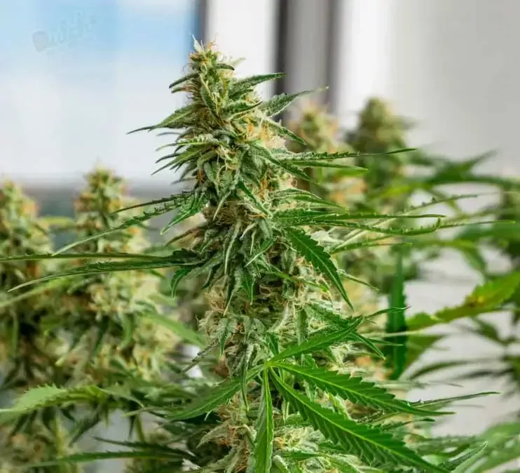 Autoflower Seeds vs Feminized Seeds Which One Is Better