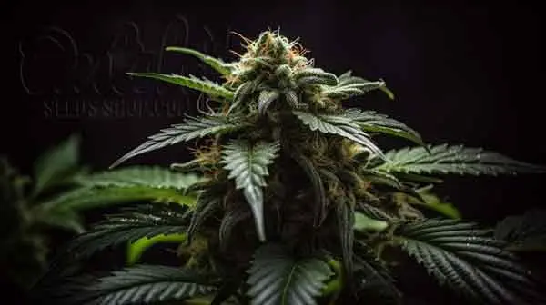 Autoflower Vs Feminized