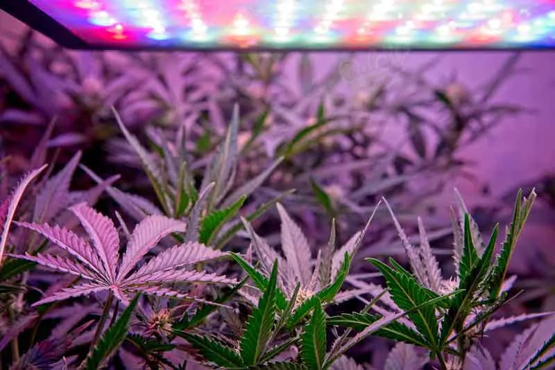 Autoflower Yield Per Plant Indoor