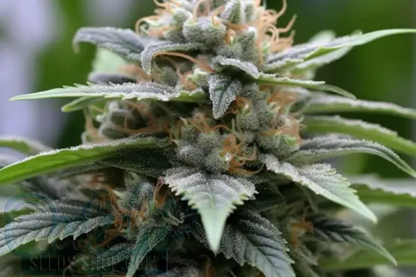 BC Big Bud Strain Origin