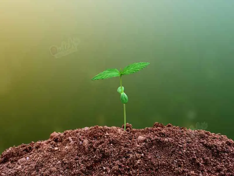 Baby Seedling Stage