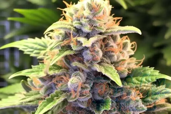 Badazz Cheese Strain Origin