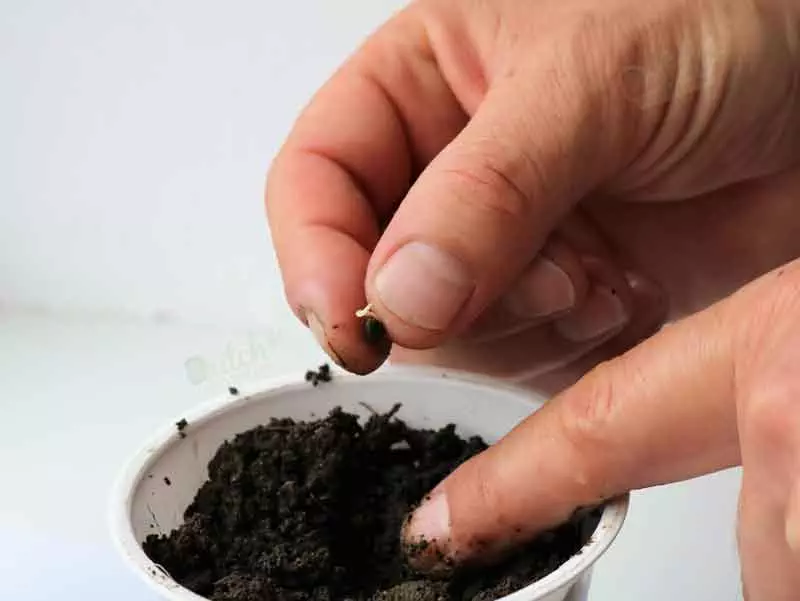 Germination Guide Planting Autoflower Seeds Directly In Soil